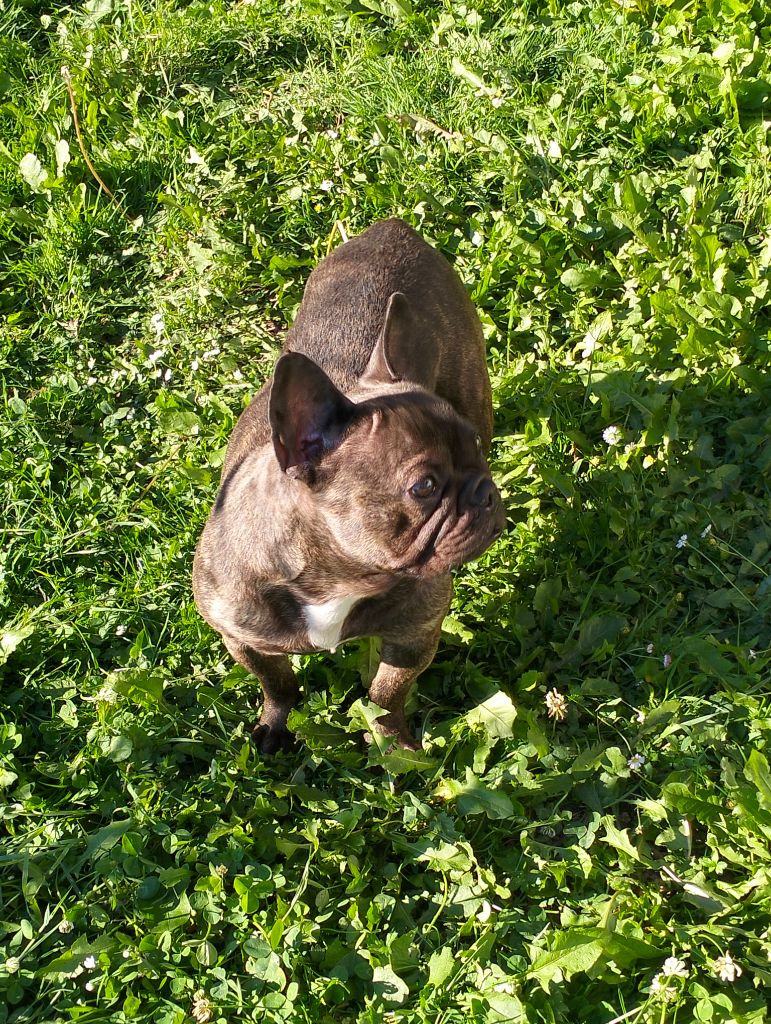 Les Bouledogue français de l'affixe Du Paradis D'indiana