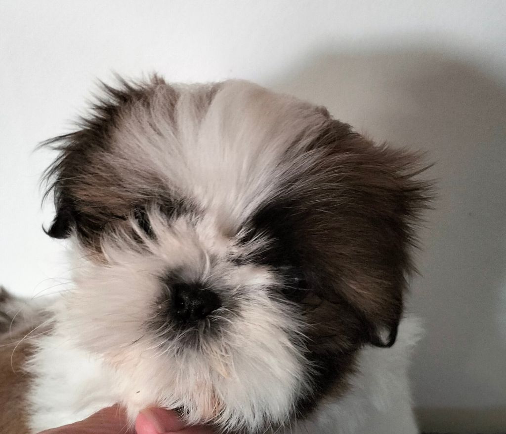 Du Paradis D'indiana - Chiot disponible  - Shih Tzu