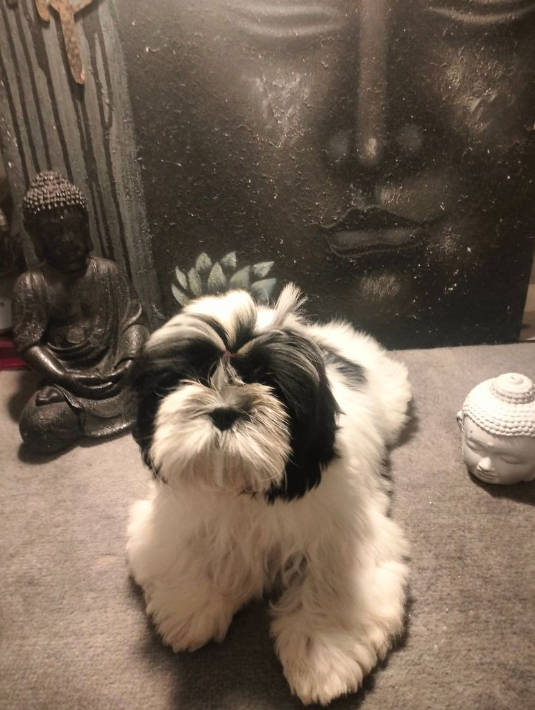 Du Paradis D'indiana - Chiot disponible  - Shih Tzu