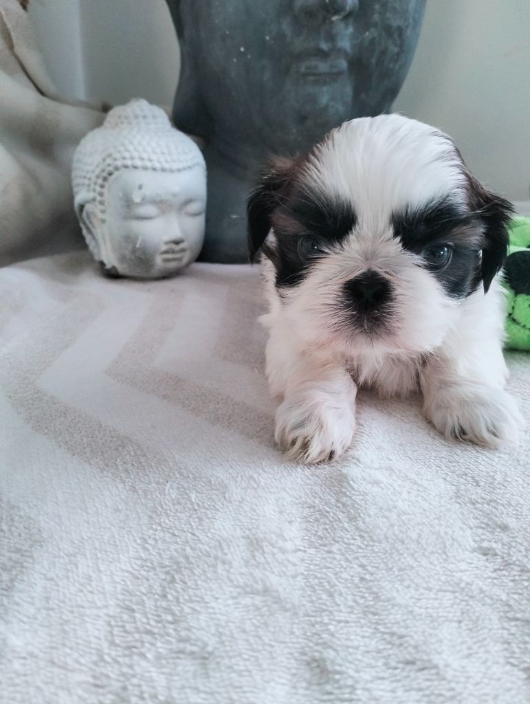 Du Paradis D'indiana - Chiot disponible  - Shih Tzu