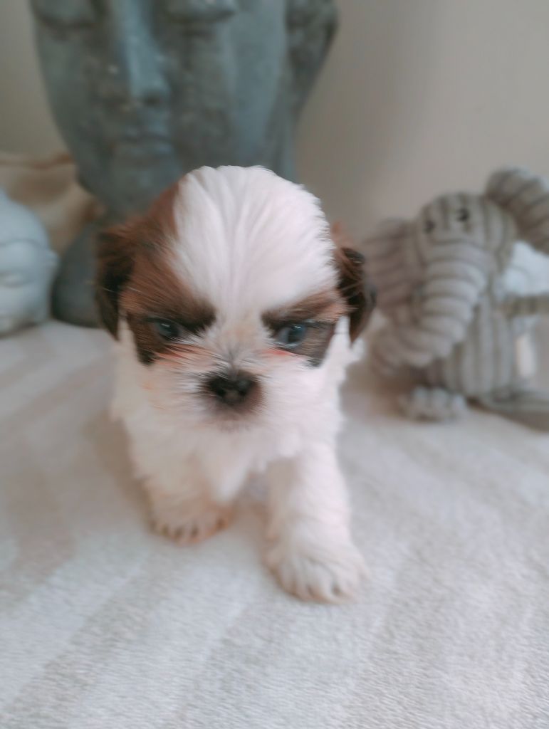 Du Paradis D'indiana - Chiot disponible  - Shih Tzu