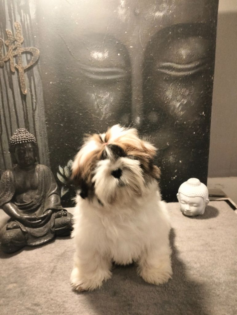 Du Paradis D'indiana - Chiot disponible  - Shih Tzu