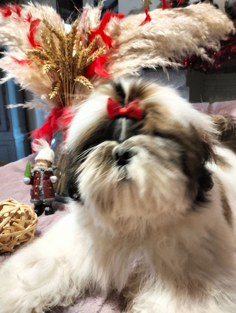 Du Paradis D'indiana - Chiot disponible  - Shih Tzu