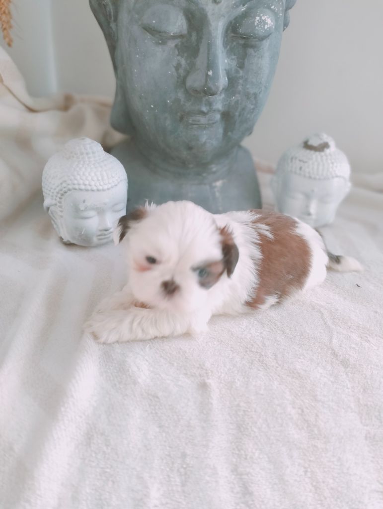 Du Paradis D'indiana - Chiot disponible  - Shih Tzu