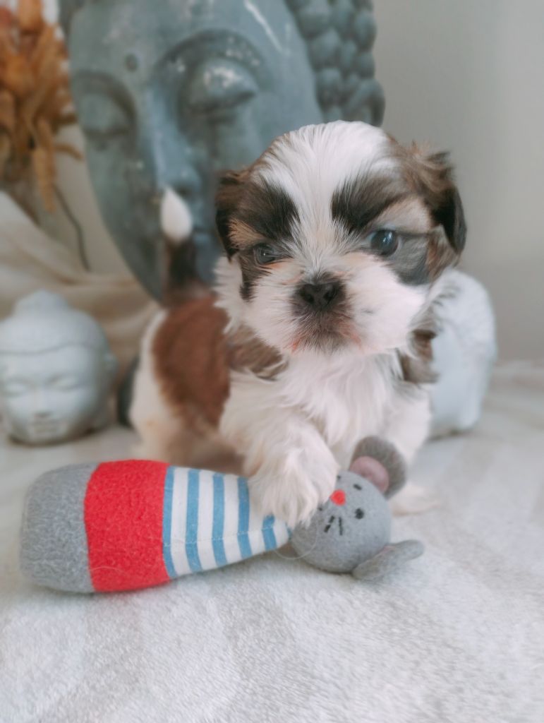 Du Paradis D'indiana - Chiot disponible  - Shih Tzu