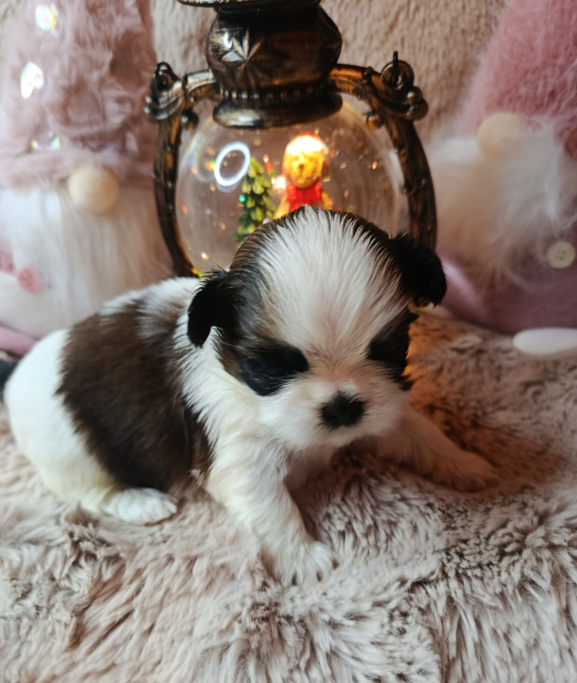 Du Paradis D'indiana - Chiots disponibles - Shih Tzu