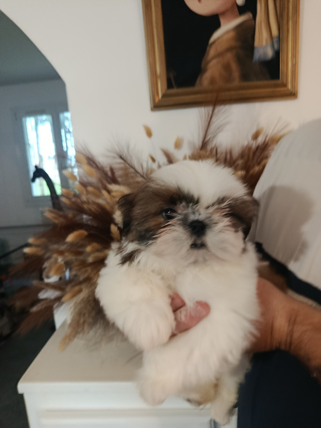 Du Paradis D'indiana - Chiots disponibles - Shih Tzu