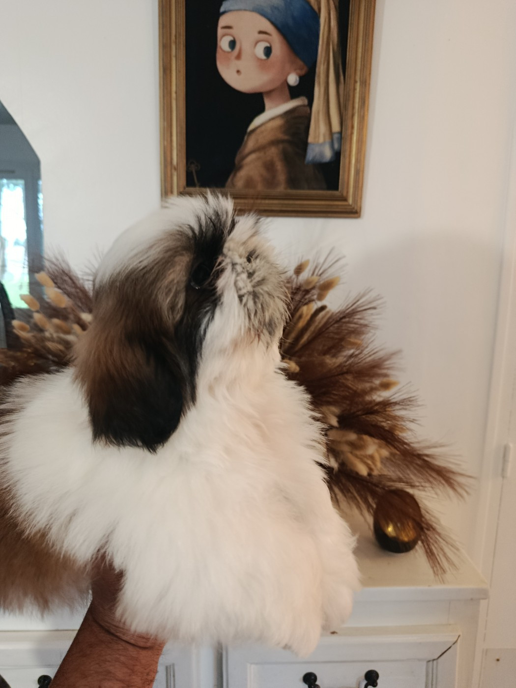 Du Paradis D'indiana - Chiots disponibles - Shih Tzu