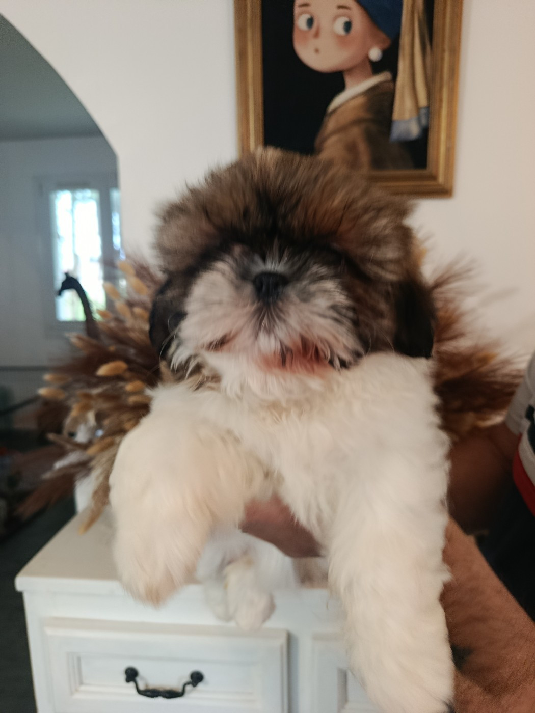 Du Paradis D'indiana - Chiots disponibles - Shih Tzu