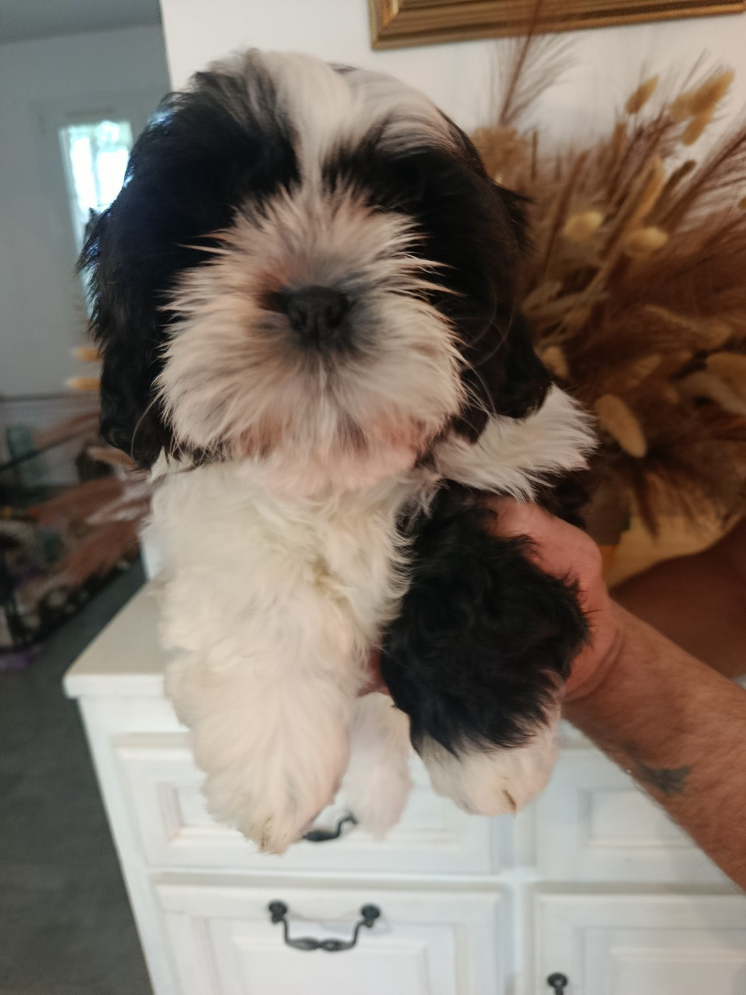 Du Paradis D'indiana - Chiots disponibles - Shih Tzu