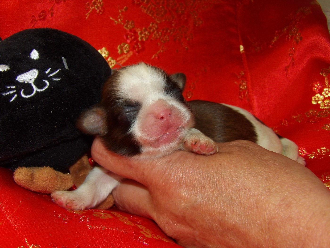 Du Paradis D'indiana - Chiots disponibles - Shih Tzu