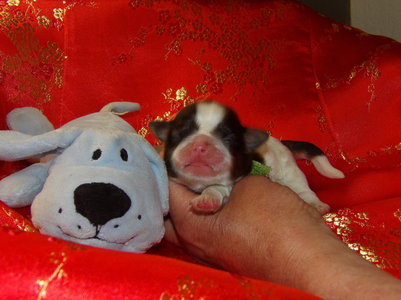 Du Paradis D'indiana - Chiots disponibles - Shih Tzu