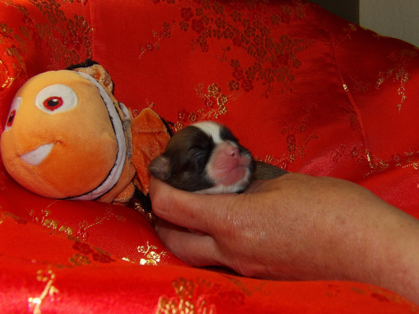 Du Paradis D'indiana - Chiots disponibles - Shih Tzu