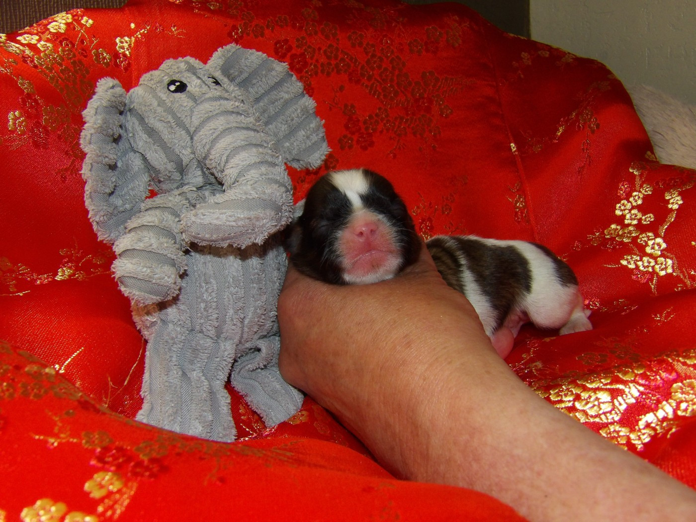 Du Paradis D'indiana - Chiots disponibles - Shih Tzu