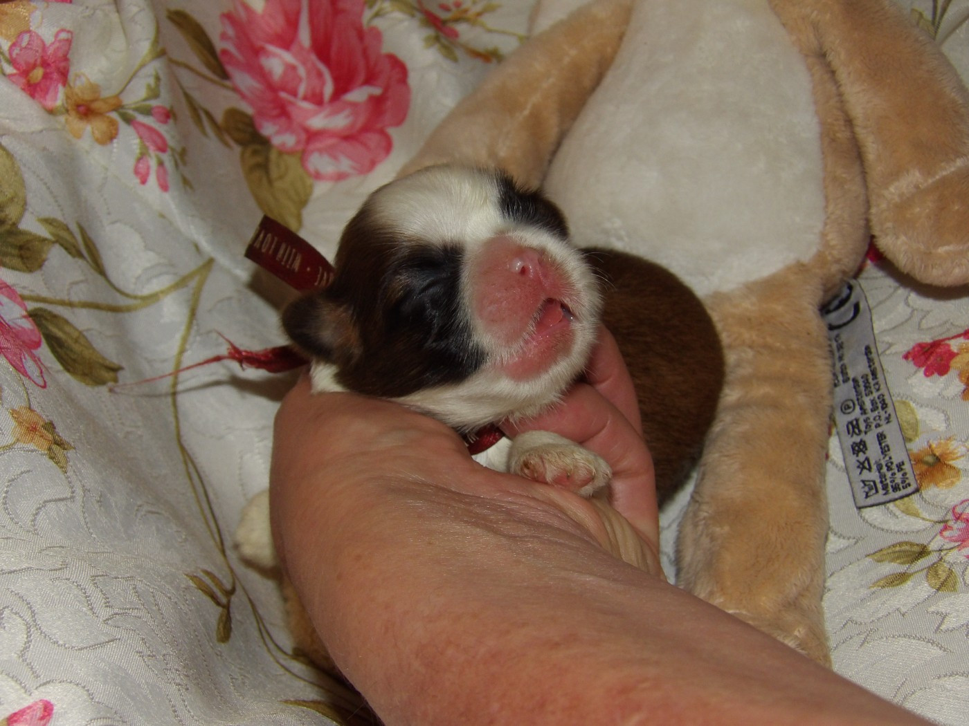 Du Paradis D'indiana - Chiots disponibles - Shih Tzu