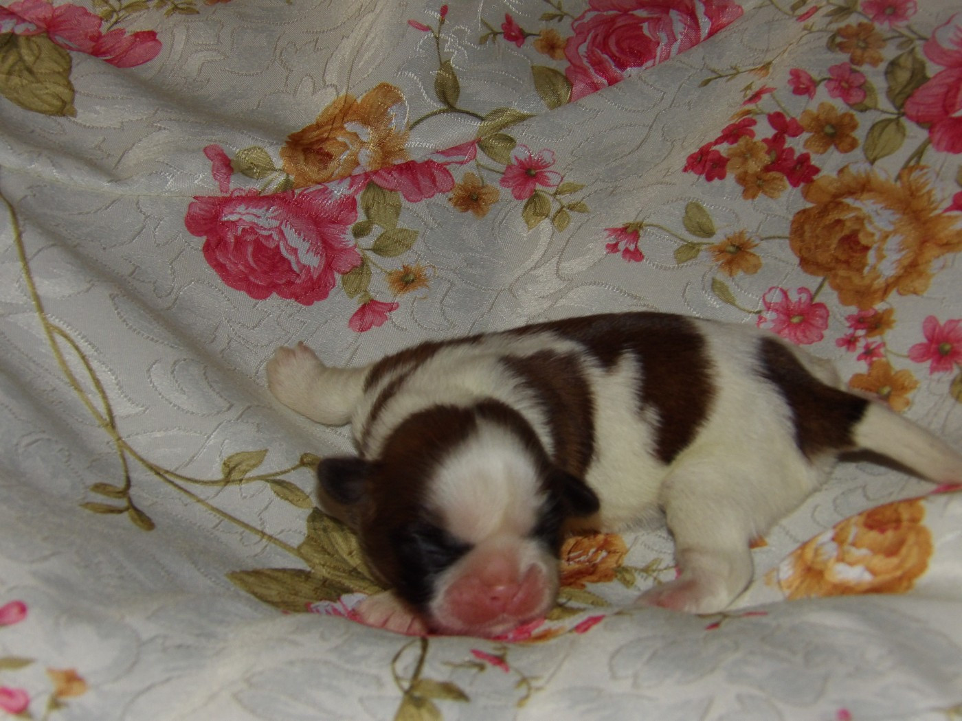 Du Paradis D'indiana - Chiots disponibles - Shih Tzu