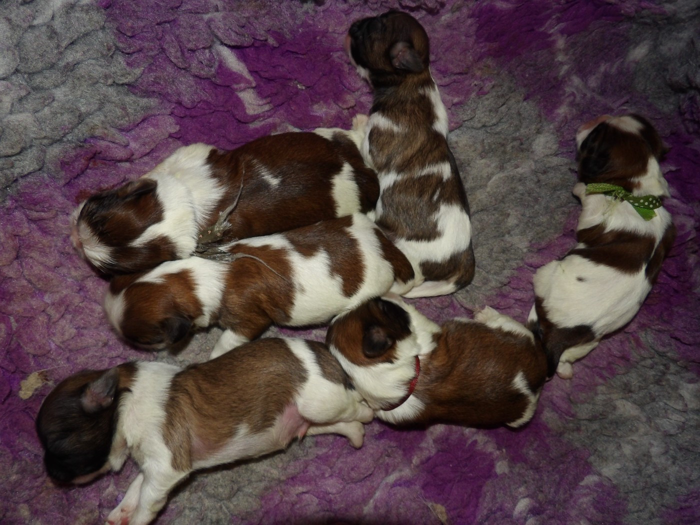 Du Paradis D'indiana - Shih Tzu - Portée née le 01/05/2026