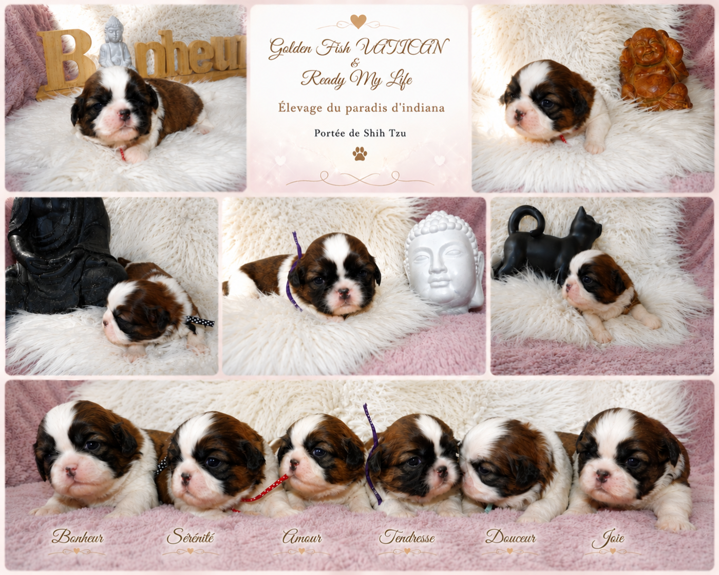 Chiot Shih Tzu Du Paradis D'indiana