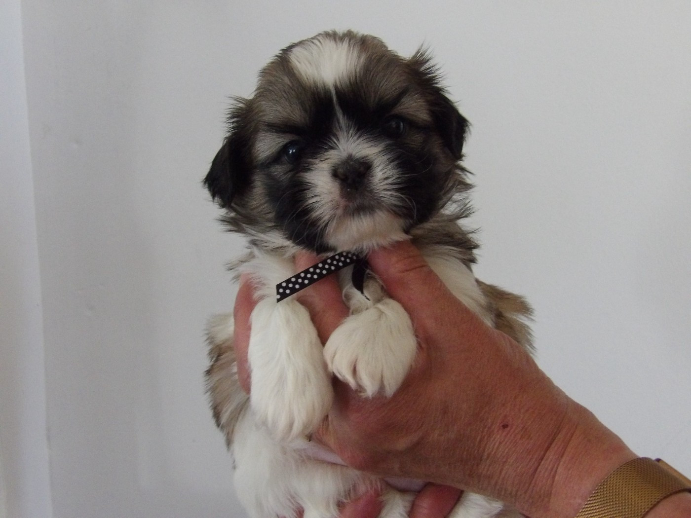 Du Paradis D'indiana - Chiots disponibles - Shih Tzu