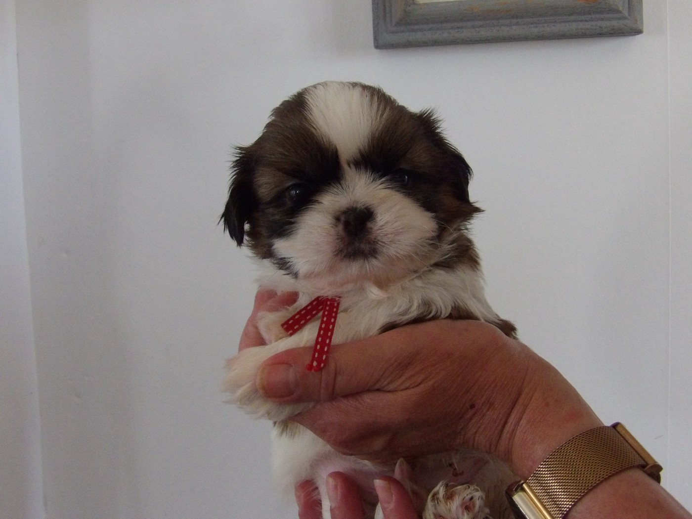 Du Paradis D'indiana - Chiots disponibles - Shih Tzu
