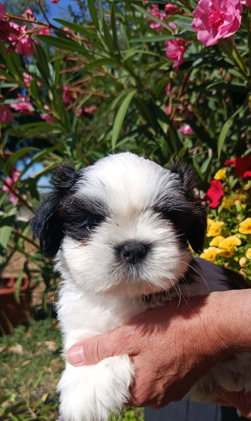 Du Paradis D'indiana - Chiots disponibles - Shih Tzu
