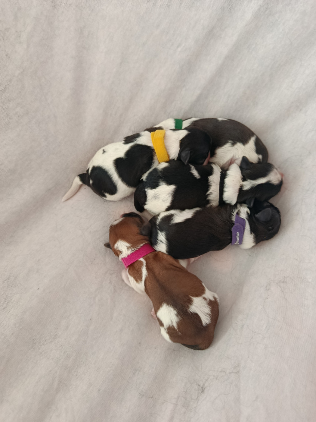 Chiot Shih Tzu Du Paradis D'indiana