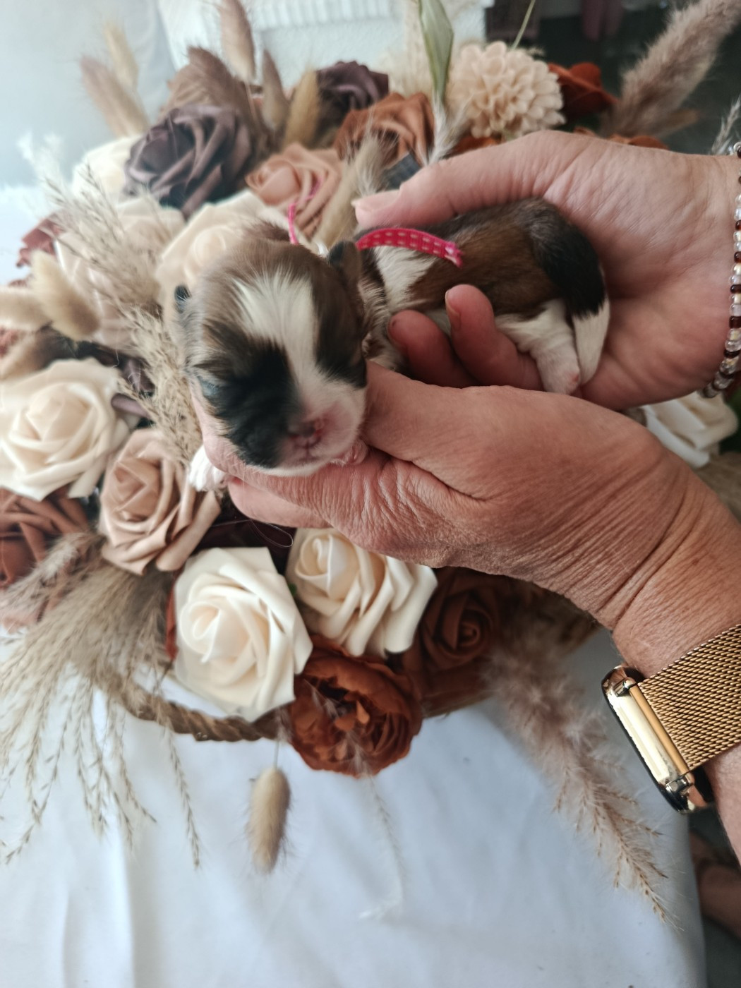 Du Paradis D'indiana - Chiots disponibles - Shih Tzu