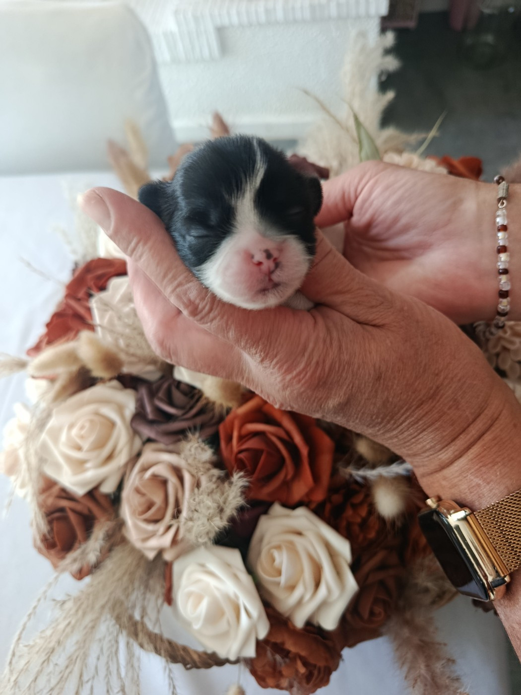 Du Paradis D'indiana - Chiots disponibles - Shih Tzu