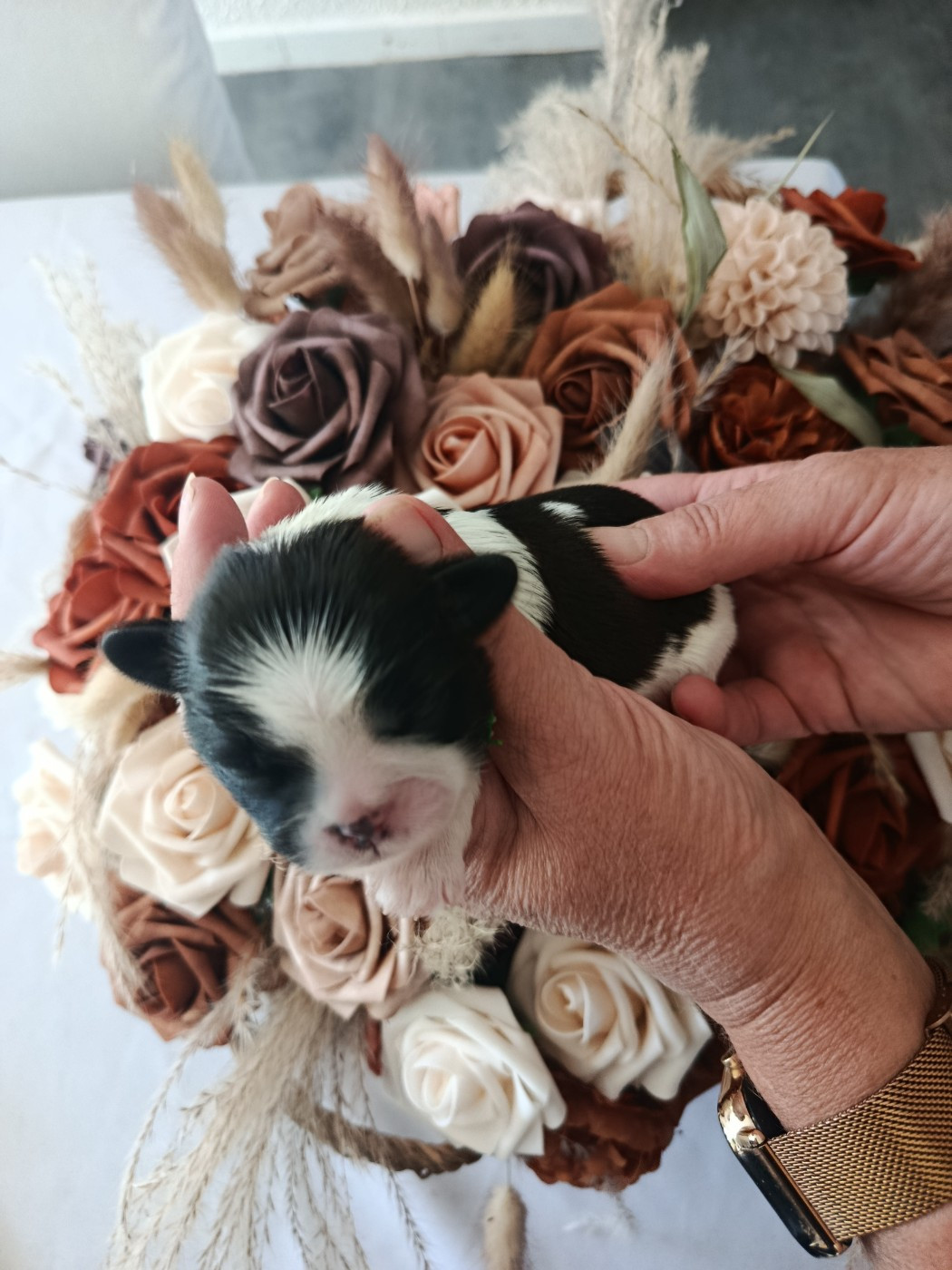 Du Paradis D'indiana - Chiots disponibles - Shih Tzu