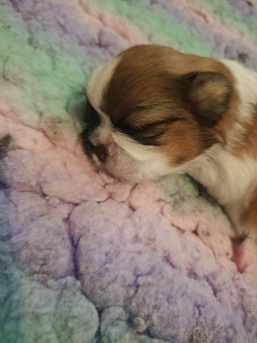 Du Paradis D'indiana - Chiots disponibles - Shih Tzu