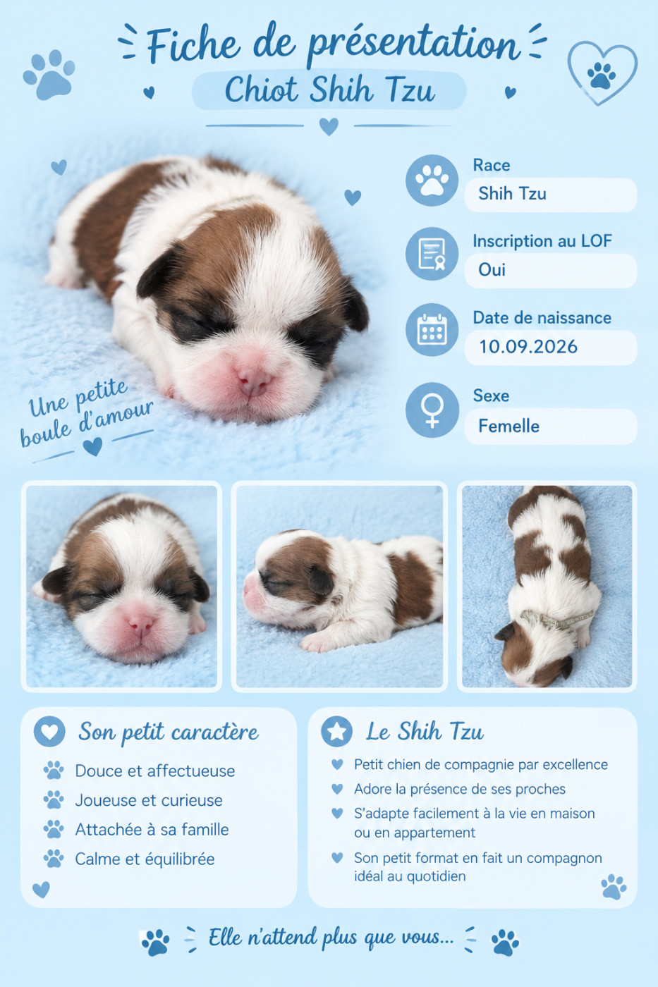 Du Paradis D'indiana - Chiots disponibles - Shih Tzu