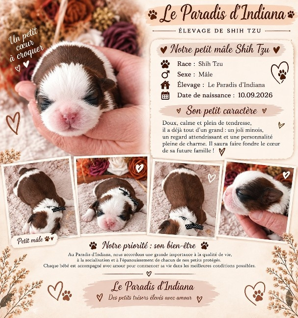 Du Paradis D'indiana - Chiots disponibles - Shih Tzu