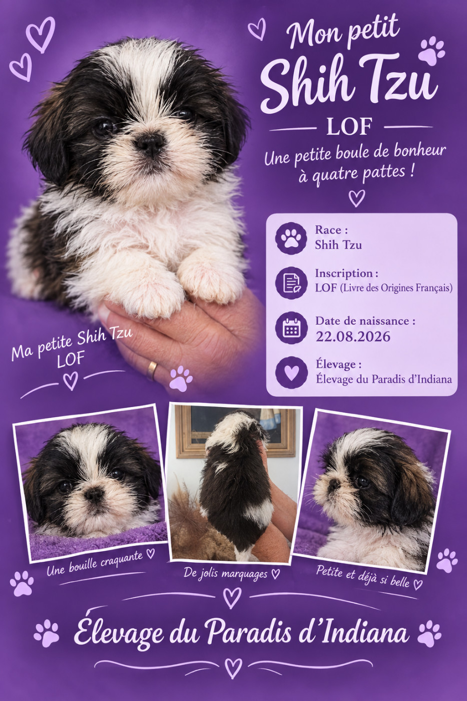 Du Paradis D'indiana - Chiots disponibles - Shih Tzu