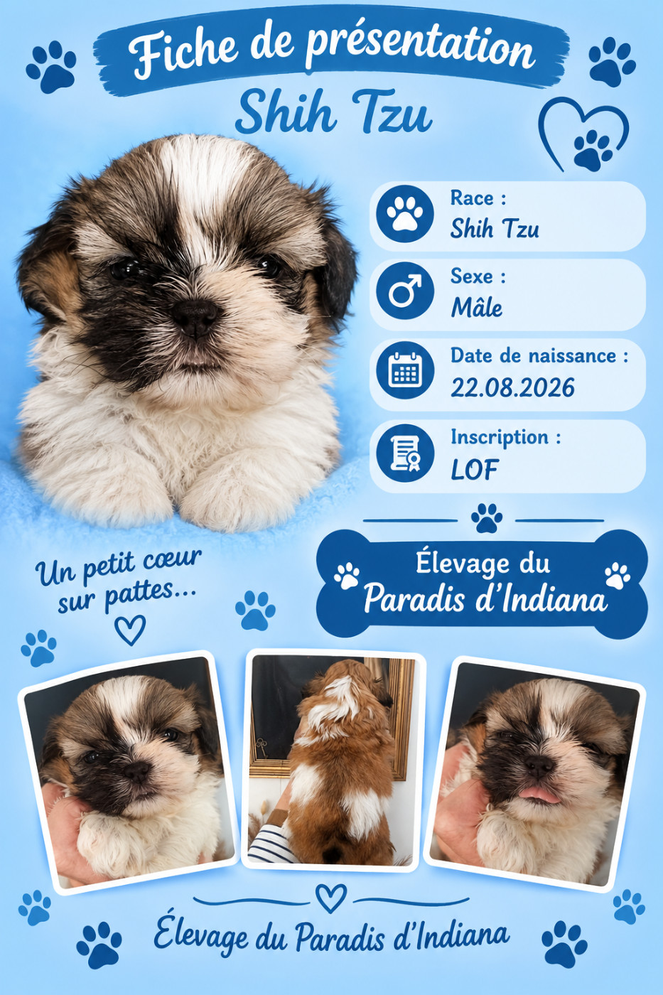 Du Paradis D'indiana - Chiots disponibles - Shih Tzu