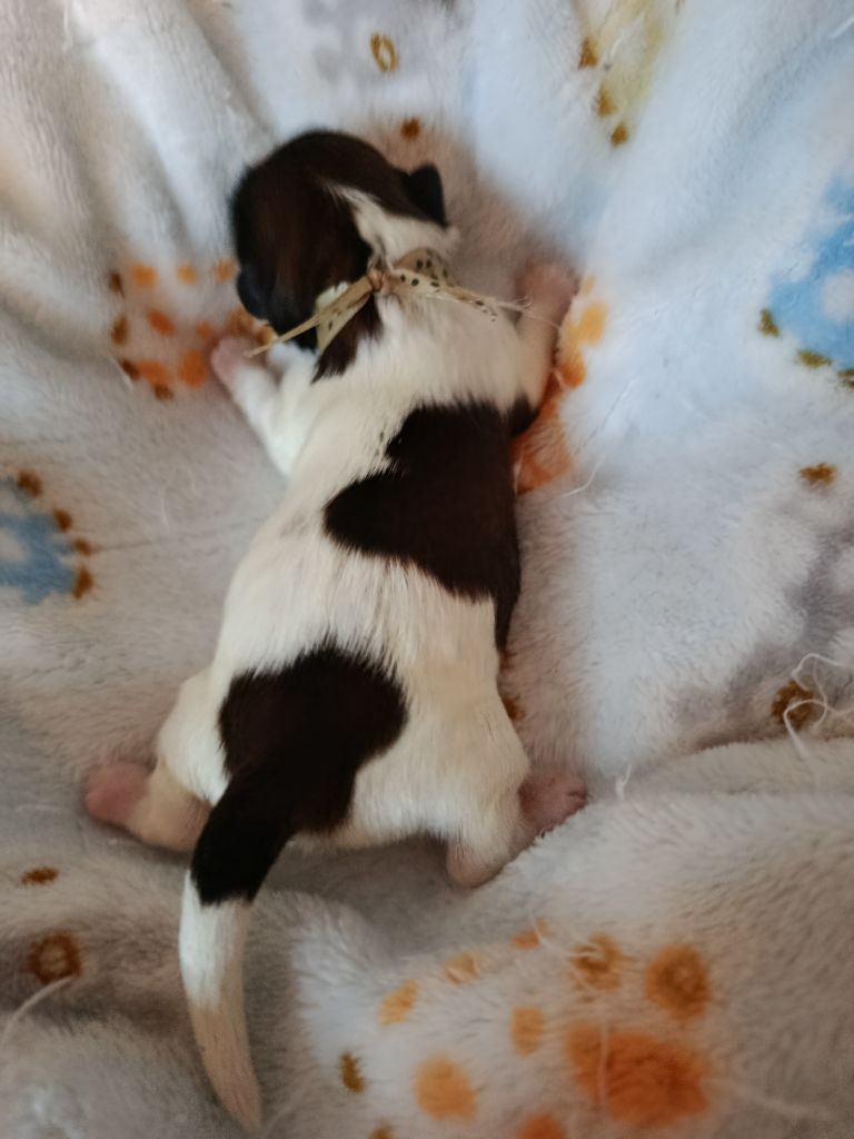 Du Paradis D'indiana - Chiots disponibles - Shih Tzu