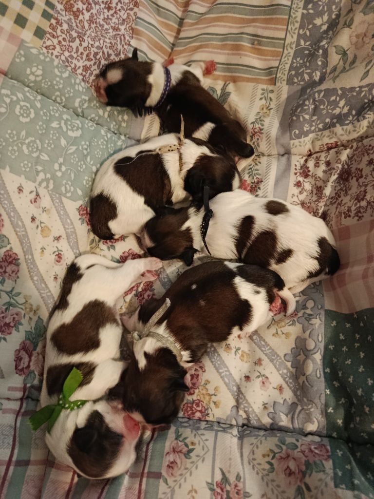 Chiot Shih Tzu Du Paradis D'indiana