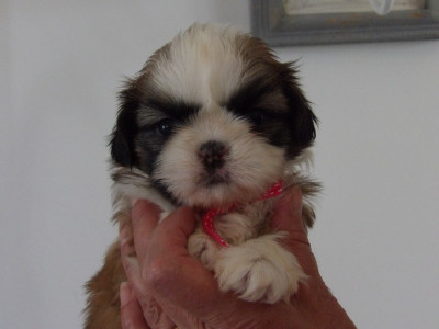 Chiot N°2