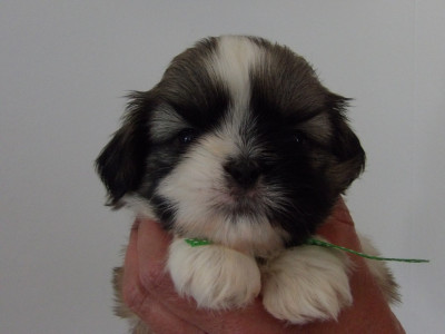 Chiot N°3