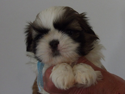 Chiot N°5