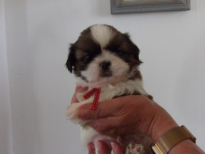 Chiot N°6
