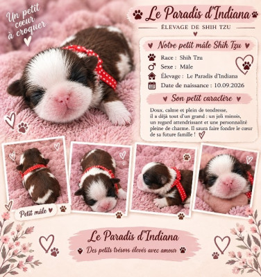 Chiot N°1