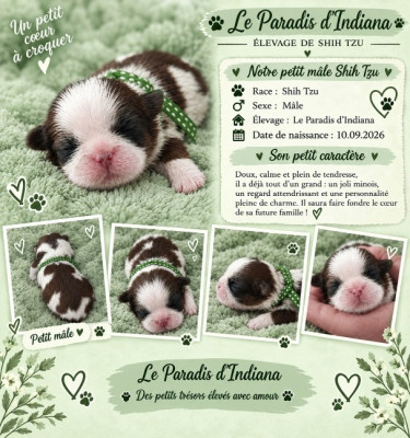 Chiot N°4