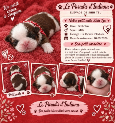 Chiot N°5
