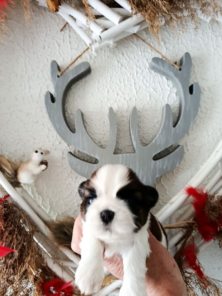 Du Paradis D'indiana - Chiots disponibles - Shih Tzu