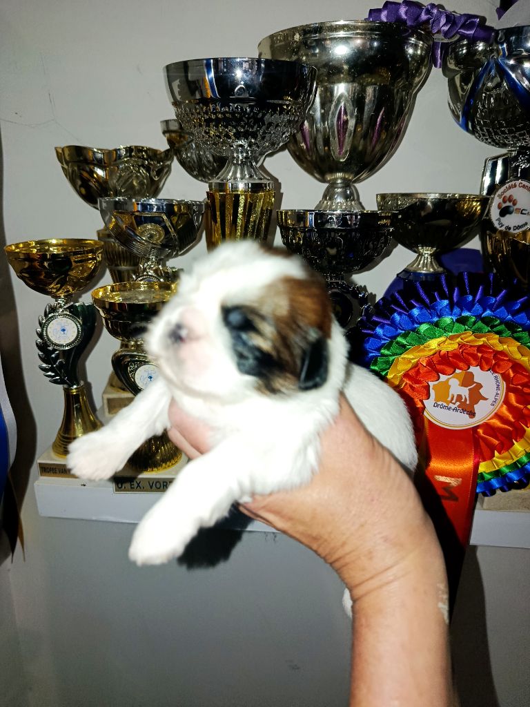 Du Paradis D'indiana - Chiots disponibles - Shih Tzu