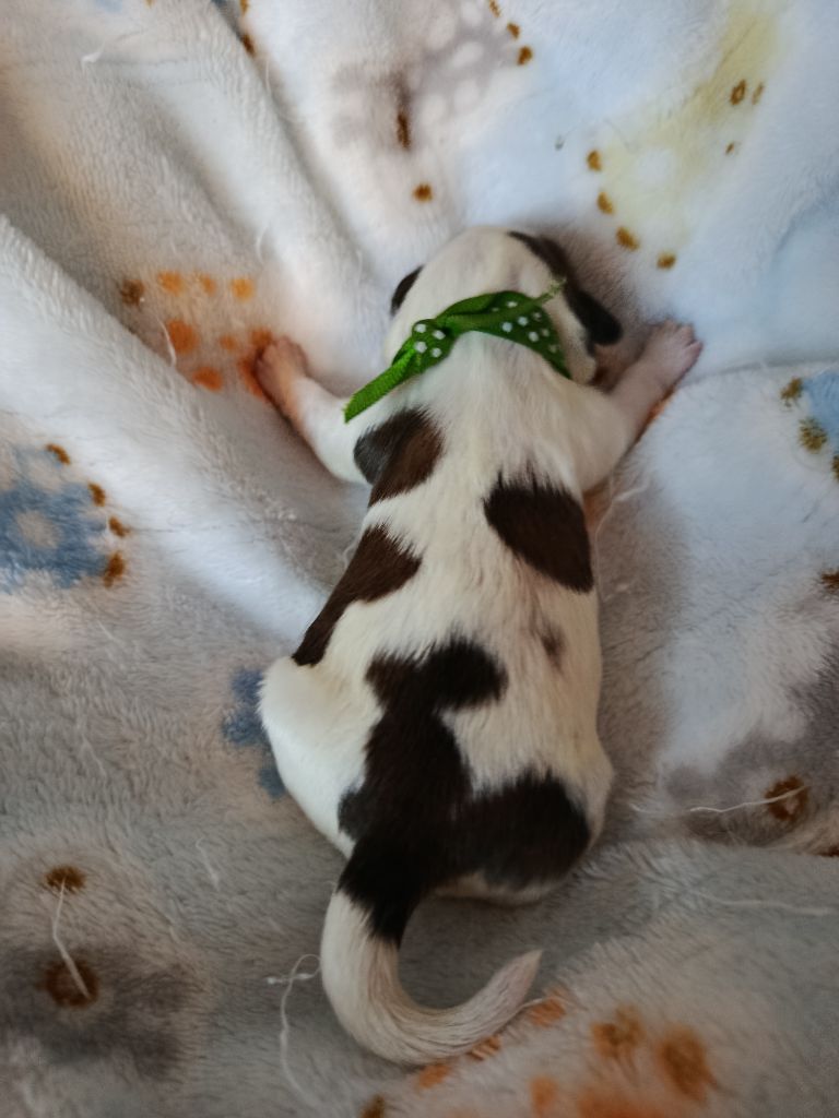 Du Paradis D'indiana - Chiots disponibles - Shih Tzu