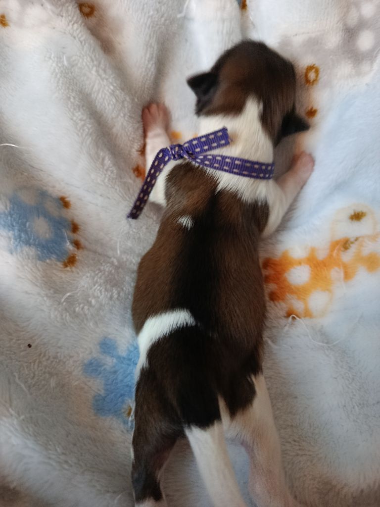 Du Paradis D'indiana - Chiots disponibles - Shih Tzu