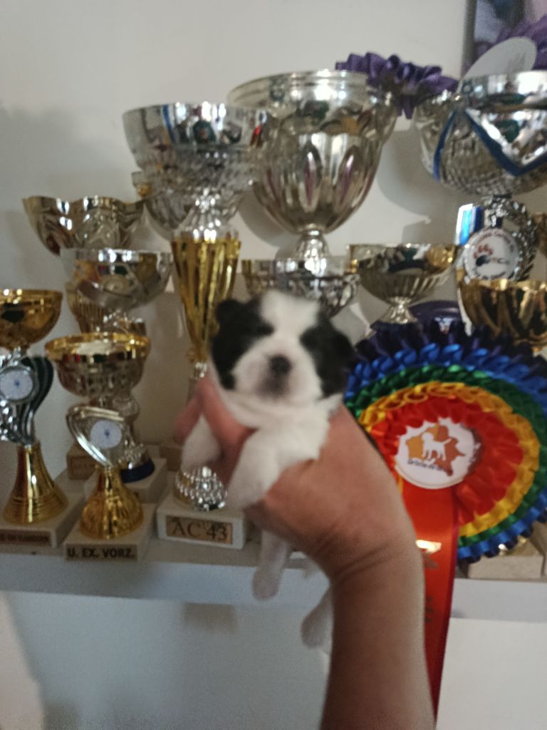 Du Paradis D'indiana - Chiots disponibles - Shih Tzu